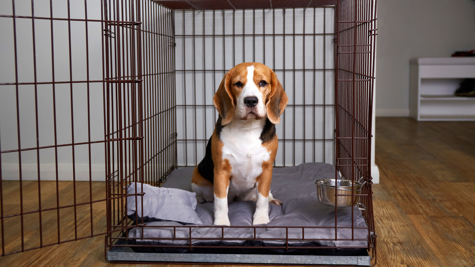 Evinize Uyum Sağlayan 8 Çözümle Köpek Kulübesindeki Göz Ağrısına Elveda Deyin
