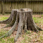 Eski Ağaç Kütüğünü Çıkardıktan Sonra Çimlerinizin Bakımı Nasıl Yapılır?