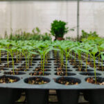 Ulusal Bahçe Bürosu'nun 2026 Yılın Yenilebilir Bitkisi Cesur ve Lezzetli Bir Seçim