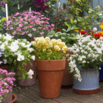 Saksılar ve Ekiciler: Gerçekten Fark Nedir? Peki Hangisine İhtiyacınız Var?