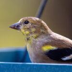 Ayakkabı Kutusundan Kendiniz Yapabileceğiniz Yiyecek Arama Tepsisi ile Kuşları Çekin