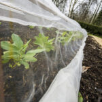 Sebze Bahçenizi Korumak İçin Böcek Ağı Kurmanın En İyi Zamanı