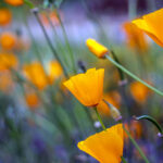 Yıllıkların Her Yıl Geri Dönmesi Nasıl Sağlanır?