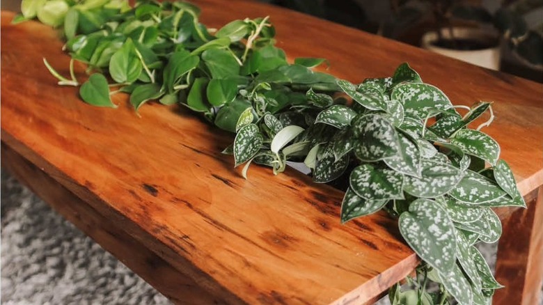 Sehpadan yapılmış saksı teşhir kutusu