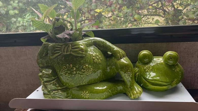 Saksı olarak kullanılan kurbağa kurabiye kavanozu