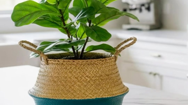 Saksı olarak kullanılan hasır sepet