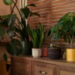 Bitki Gösterimi İçin Kullanabileceğiniz 8 Yaratıcı Tasarruflu Döndürme