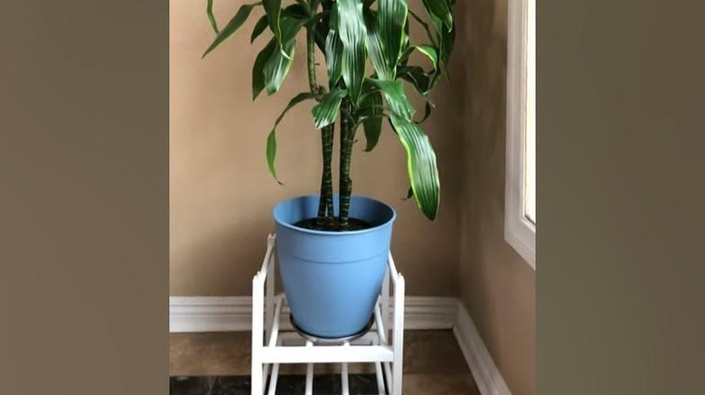 Şarap rafındaki ekicinin yakın çekimi