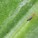 Bu Ev Zımbalarının Yardımıyla Ampullerinizdeki Thrips'leri Önleyin