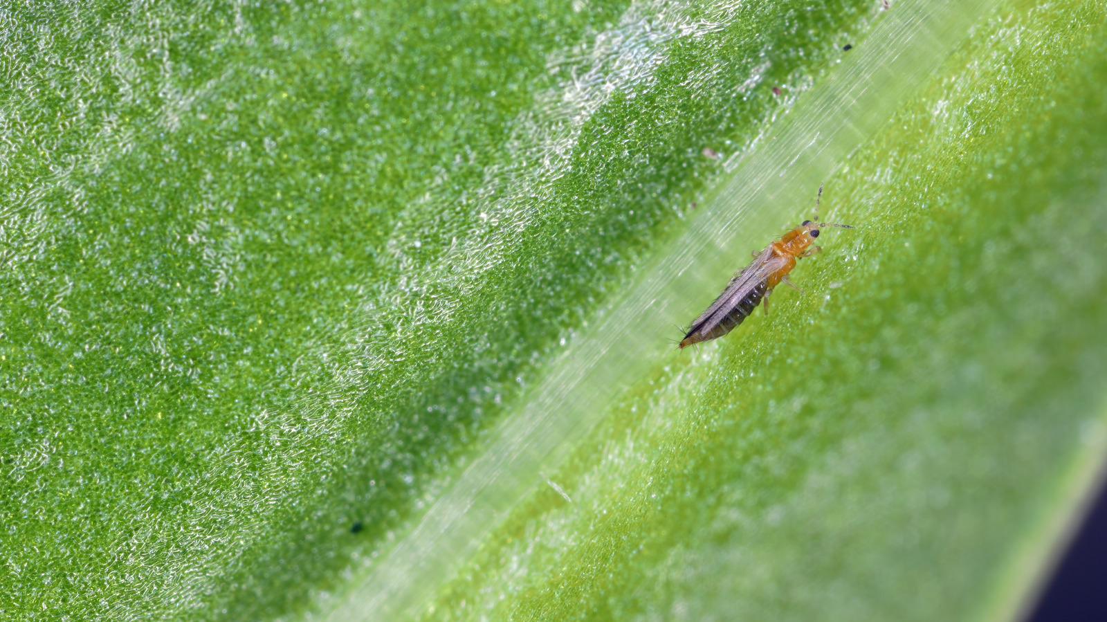 Bu Ev Zımbalarının Yardımıyla Ampullerinizdeki Thrips'leri Önleyin