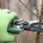 Kış, Bahçenize Meyve Ağacı Aşılamanın En İyi Zamanıdır - İşte Nasıl Yapılacağı