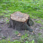 Ağaç Kütüğünün Kaldırılmasını Daha Kolay Hale Getirmek İçin Malç Nasıl Kullanılır?