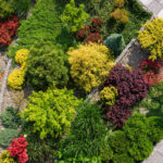 Güneşli Bahçenizde Büyüyecek Yeşil ve Altın Zemin Örtüsü