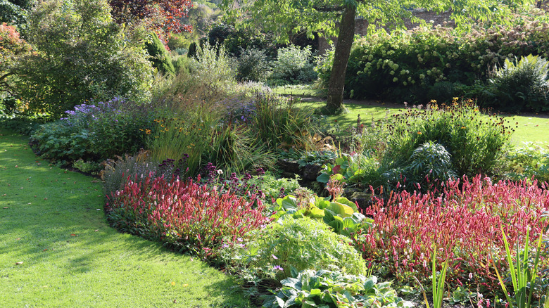 Bir çimenlikte daha büyük çalılar ve ağaçlarla çevrili güzel çiçekler