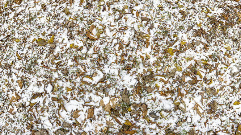 Yeri kaplayan kar ve yapraklar