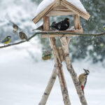 Kış Kuşlarını Tüm Sezon Boyunca Mutlu Tutacak 13 Besleme İpucu