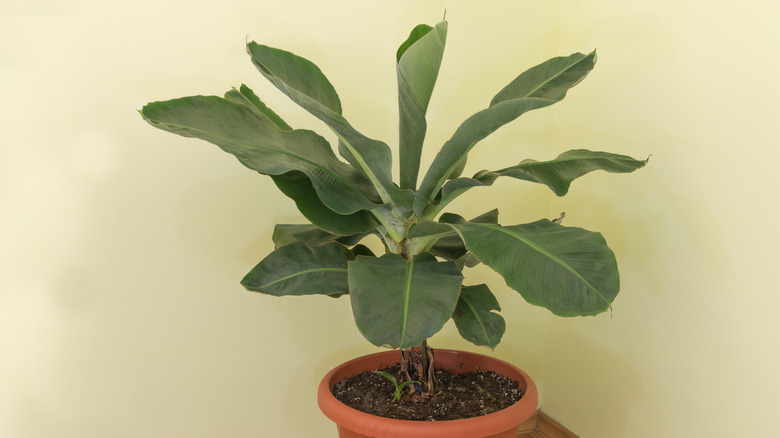 saksıda Cüce Cavendish iç mekanda büyüyor