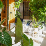 Yüksek Nemde Büyüyen Tropikal Meyve Veren İç Mekan Bitkisi