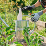 Mucize Gro veya Kahve Telvesi Değil: Büyüyen Bir Bahçe İçin Kendin Yapabileceğin Gübre