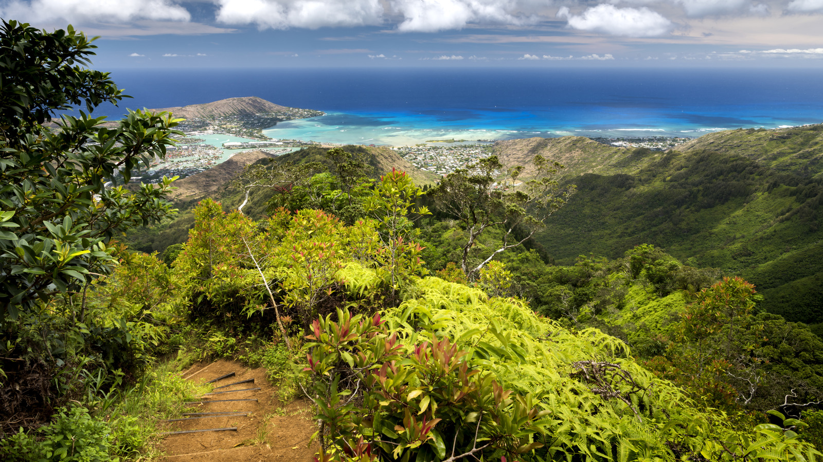 Hawaiililer Bu Tropikal İstilacı Zararlıyı Gördüklerinde Öldürmeli (Çok Fazla Hasara Neden Olabilir)