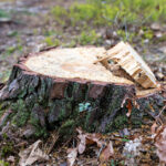 Ağaç Kütüğünü Çürümeden Çıkarmanız Gerekir mi? İşte Bildiklerimiz