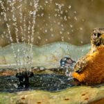Sevecekleri Sallanan Bir Banyoyla Daha Fazla Kuş Nasıl Çekilir?