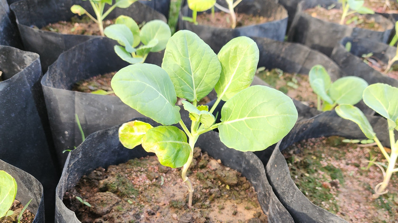 Siyah bir yetiştirme torbasında büyüyen düz yapraklı lahana