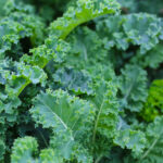 Evet Lahanayı Saksıda Yetiştirebilirsiniz. İşte Nasıl Yapılacağı