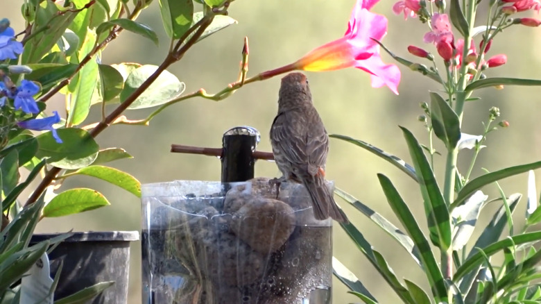 plastik kuş banyosunun üzerinde oturan kuş