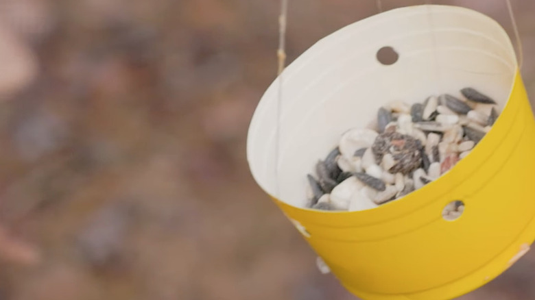 plastik kapta kuş tohumu