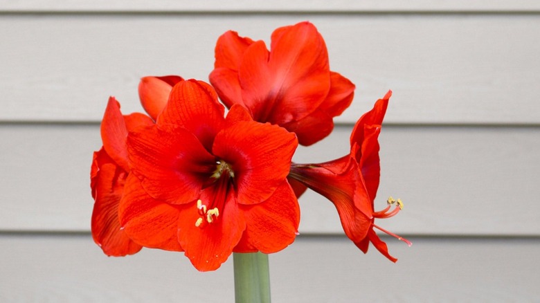 Pembe Kırmızı Aslan Amaryllis pembe ve beyaz çiçeklere yakınlaştırıldı