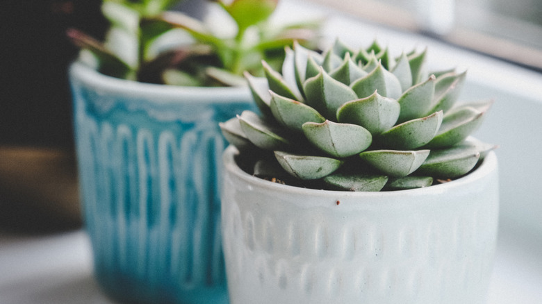 Güzel seramik mavi ve beyaz tencerede iki sulu meyve.