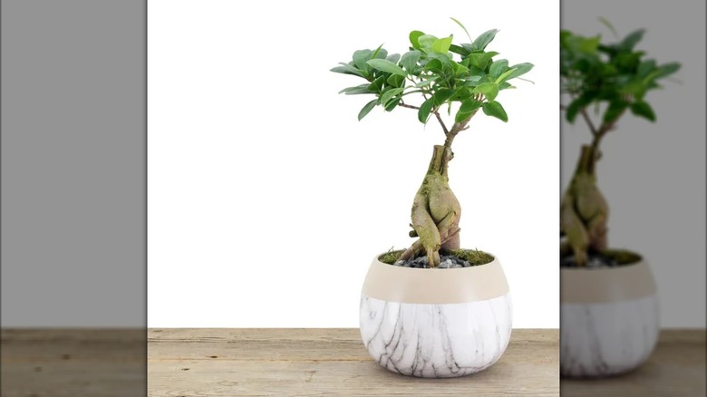 ahşap tezgahın üzerinde bir tencerede bir ginseng ficus