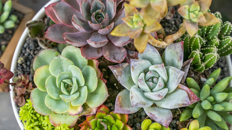 Göz alıcı renk ve doku yelpazesine sahip bir tencerede bir dizi etli bitki
