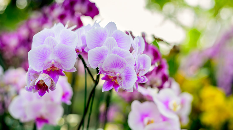 Arka planda koyu renkli olan pembe phalaenopsis orkidesi