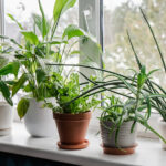 Costco'da Alınabilecek En Yüksek Puanlı 11 Ev Bitkisi