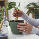 IKEA Masa Düzenleyicisi Mükemmel Saksıyı Sağlar