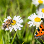 Bu Tozlayıcıyı Çeken Çalıyı Yetiştirmeden Önce İki Kez Düşünün
