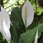 Evinizin Bu Alanlarında Barış Zambak Büyüyor