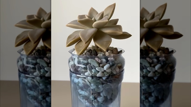 İçinde bitki büyüyen plastik şişeler