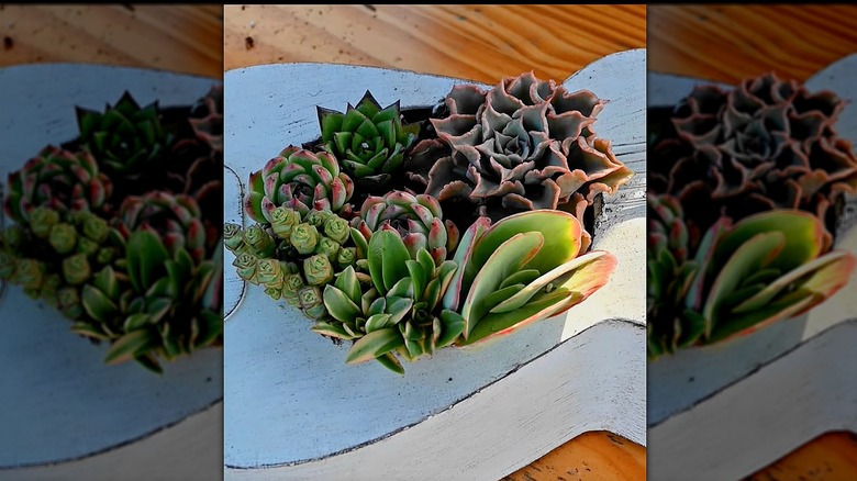 Ekiciye dönüştürülmüş bir gitar