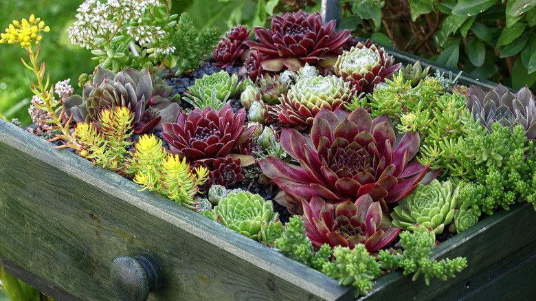 Çekmecede büyüyen sulu meyveler