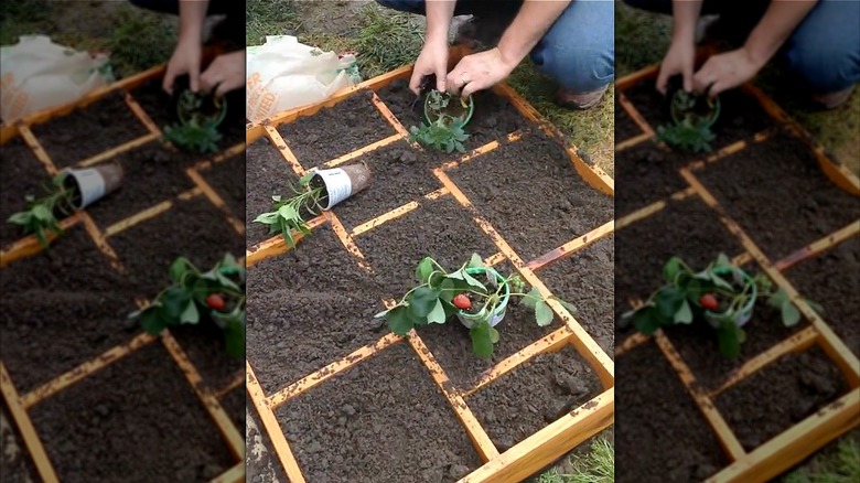 Kitaplığı saksıya dönüştürmek