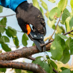 Meyve Ağacınızı ve Gölge Ağacınızı Aynı Şekilde Budamayın. İşte Nedeni