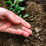 Bahçecilik yapmaya başlamaya hazır mısınız? Erken Başlarken İki Kez Düşünmeniz Gereken Tohumlar