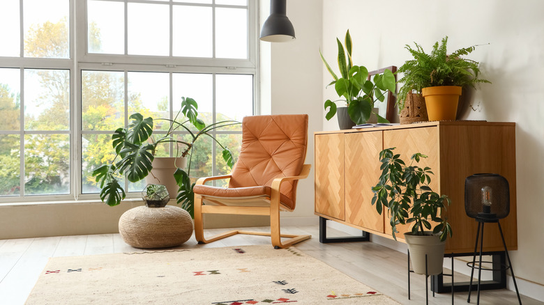 Doğal ışık ve bitkilerle dolu kapalı bir güneşlenme odası