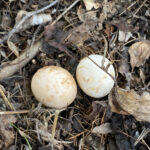 Bahçenizdeki Yılan ve Kuş Yumurtaları: Fark Nasıl Anlaşılır