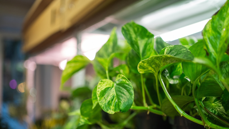 Yapay aydınlatma altında büyüyen Pothos bitkileri