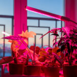 Büyüyen Işıklar Altında Büyüyen Popüler İç Mekan Bitkisi