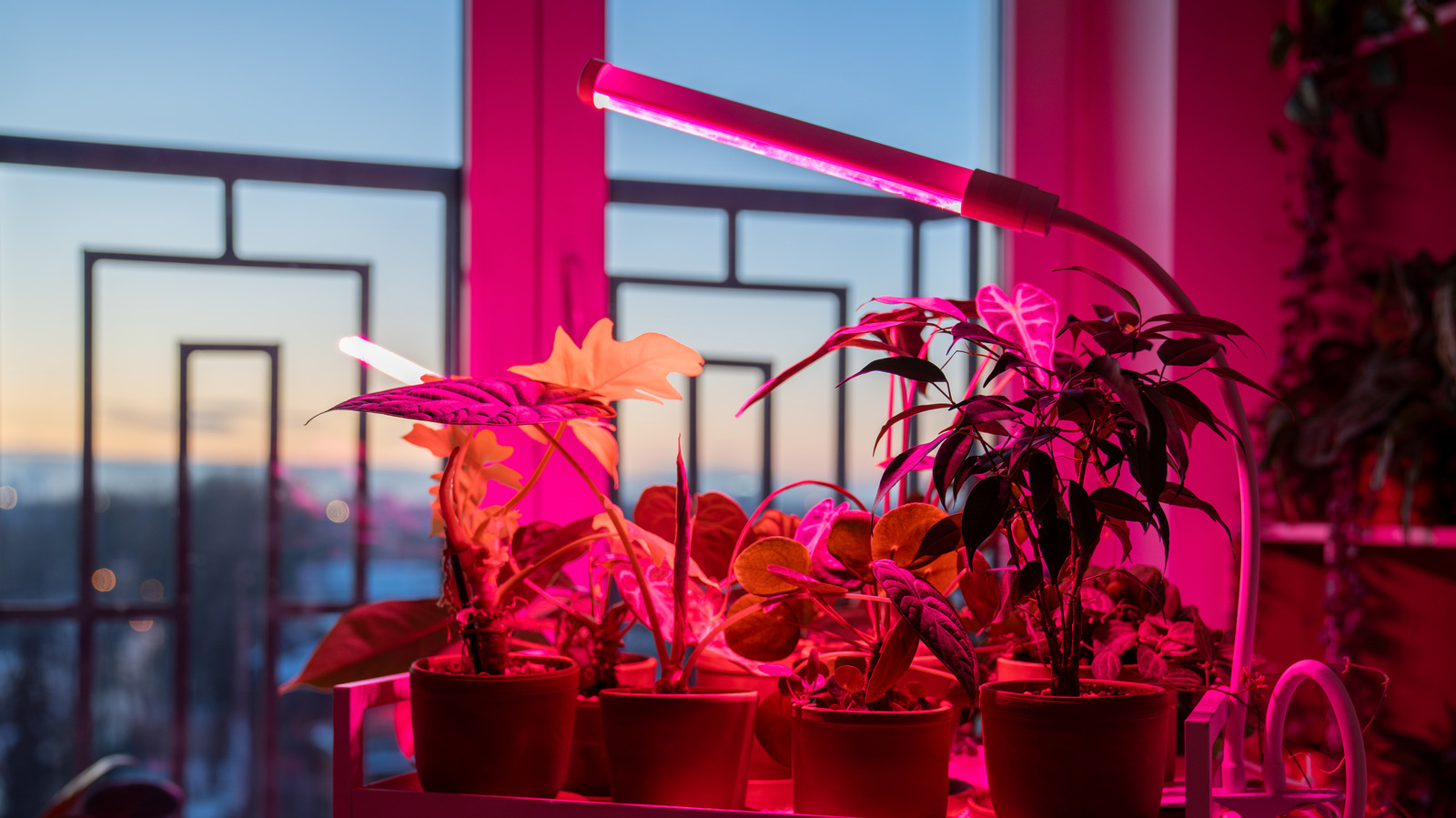 Büyüyen Işıklar Altında Büyüyen Popüler İç Mekan Bitkisi